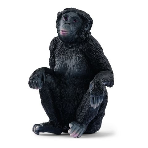 Dişi Bonobo