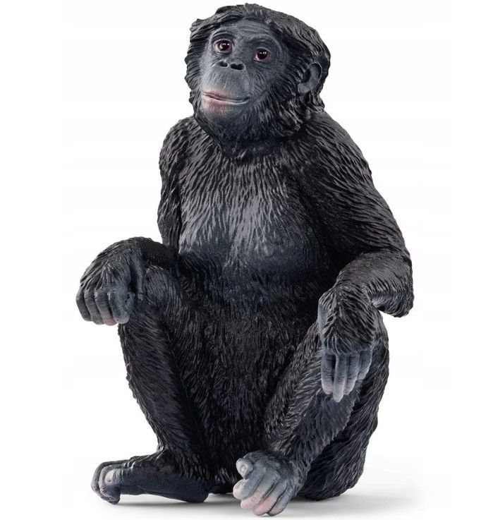 Bonobo