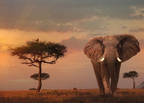 Ravensburger 1000 Parçalı Puzzle Elefant-151592