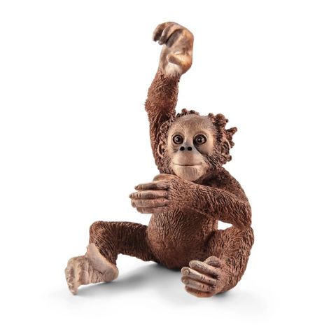 Yavru Orangutan