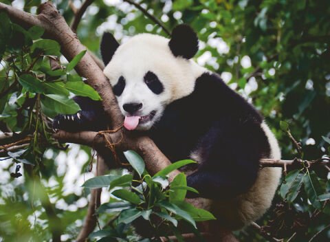 500 Parça Puzzle Panda