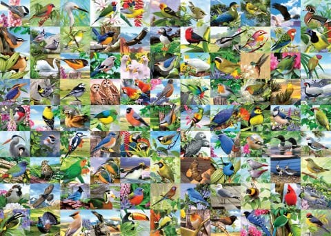 300 Parça Puzzle Kuşlar