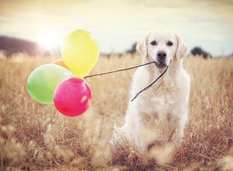 500 Parça Puzzle Balon Partisi