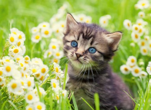 500 Parça Puzzle Kedi Fotoğrafı
