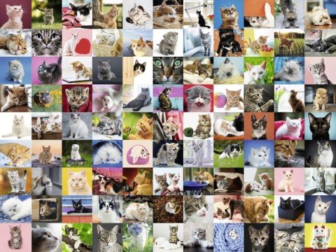 1500 Parça Puzzle 99 Kedi