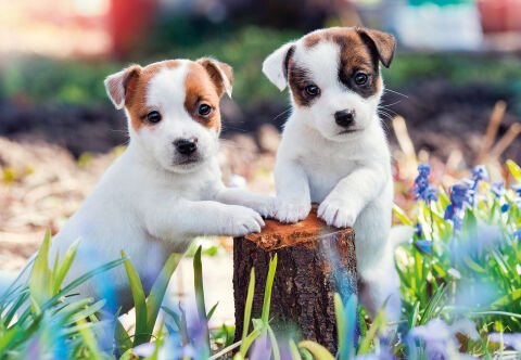 2x12 Parça Puzzle Yavru Köpekler