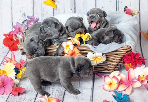 2x12 Parça Puzzle Yavru Köpekler