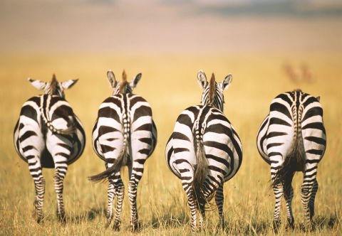 300 Parça Puzzle Zebra