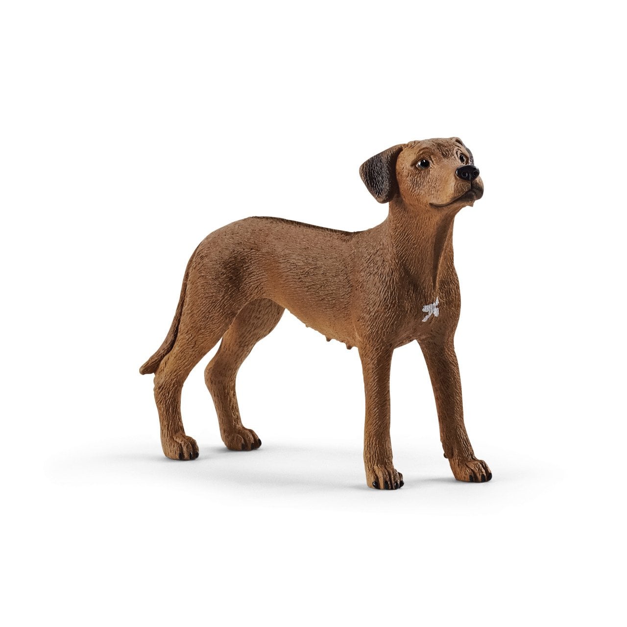 Rodezya Ridgeback Köpek