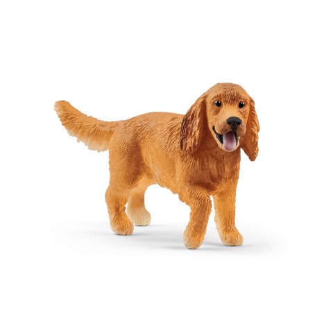 İngiliz Cocker Köpek