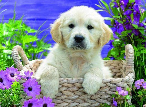 Ravensburger 500 Parçalı Puzzle Golden Retriever